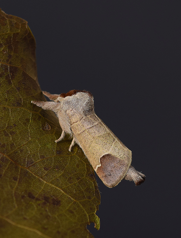 Clostera curtula e Clostera anastomosis - Notodontidae